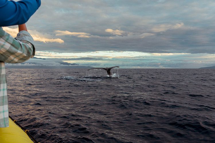 WhaleWatchingMauiHawaiitodo 1