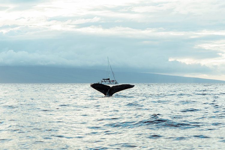 WhaleWatchingMauiHawaiitodo