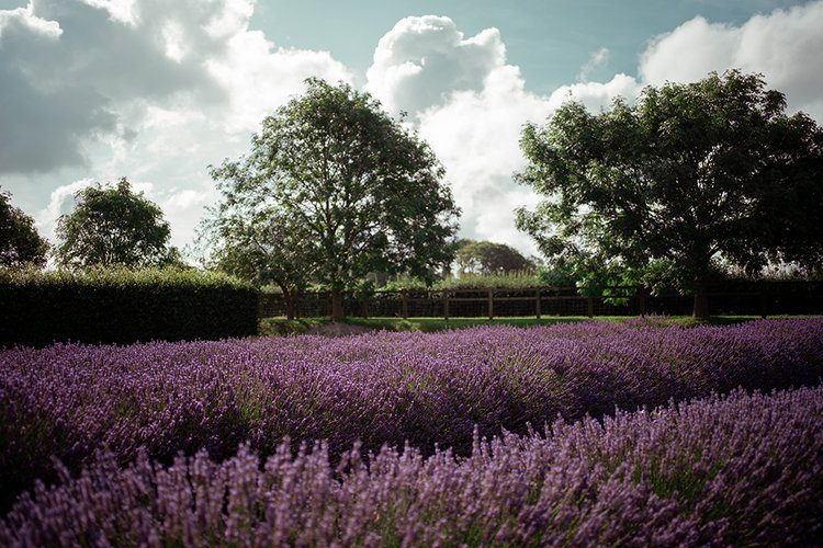 Postcards from Hawaii Travel & Lifestyle blog Everything you need to know about visiting Norfolk Lavender, Norfolk Lavender, Lavender fields Norfolk, lavender farm Norfolk