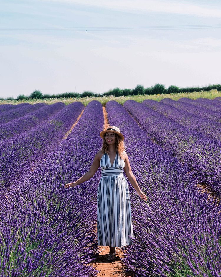 Postcards from Hawaii Travel & Lifestyle blog Everything you need to know about visiting Norfolk Lavender, Norfolk Lavender, Lavender fields Norfolk, lavender farm Norfolk