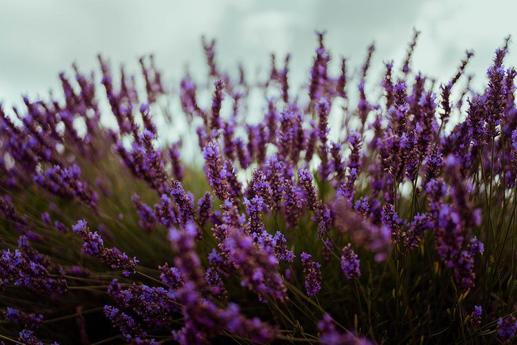 Postcards from Hawaii Travel & Lifestyle blog Everything you need to know about visiting Norfolk Lavender, Norfolk Lavender, Lavender fields Norfolk, lavender farm Norfolk