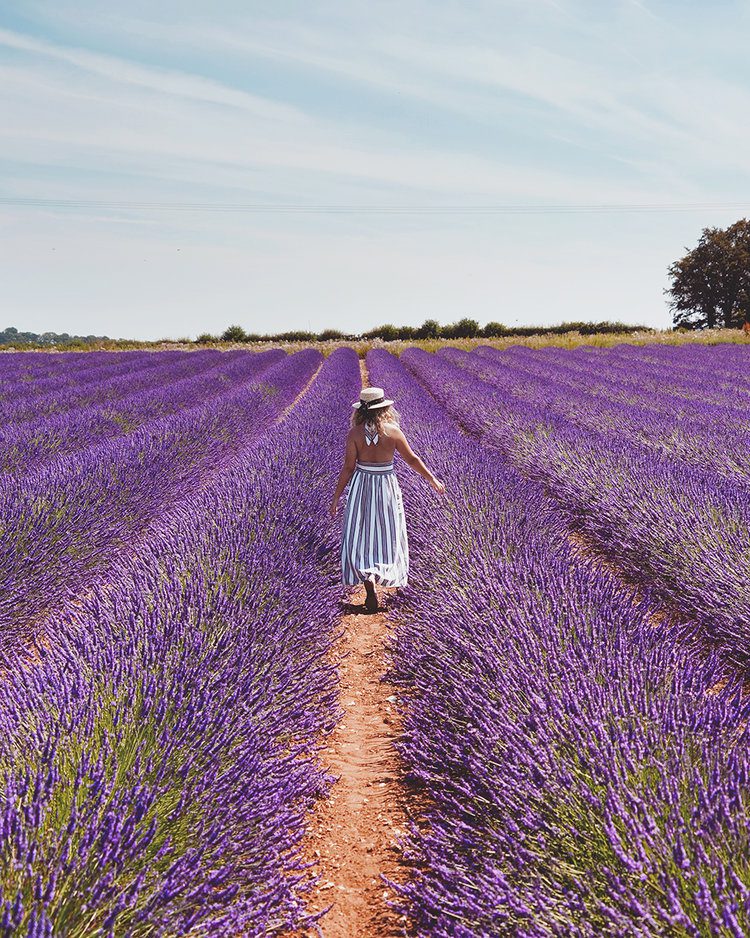 NORFOLK LAVENDEL NORFOLK ENGLAND