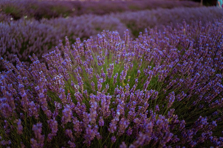 Postcards from Hawaii Travel & Lifestyle blog Everything you need to know about visiting Norfolk Lavender, Norfolk Lavender, Lavender fields Norfolk, lavender farm Norfolk