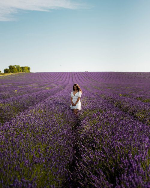 Postcards from Hawaii Travel & Lifestyle blog Everything you need to know about visiting Norfolk Lavender, Norfolk Lavender, Lavender fields Norfolk, lavender farm Norfolk