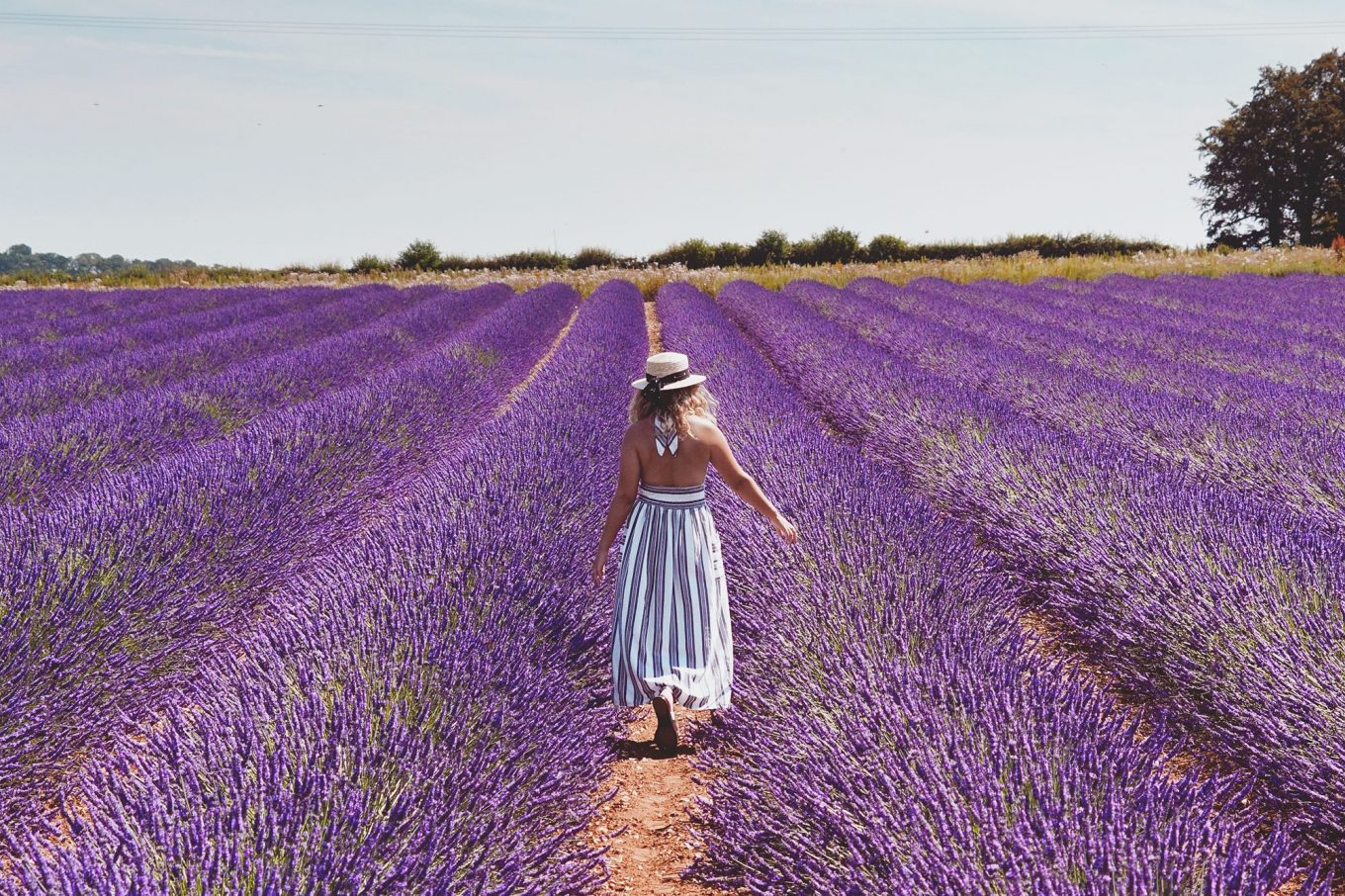 Everything You Need To Know About Visiting Norfolk Lavender