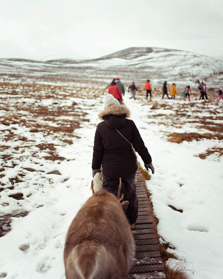 PFHPostcardsfromHawaiiScotlandCairngormNationalParkReindeer 1