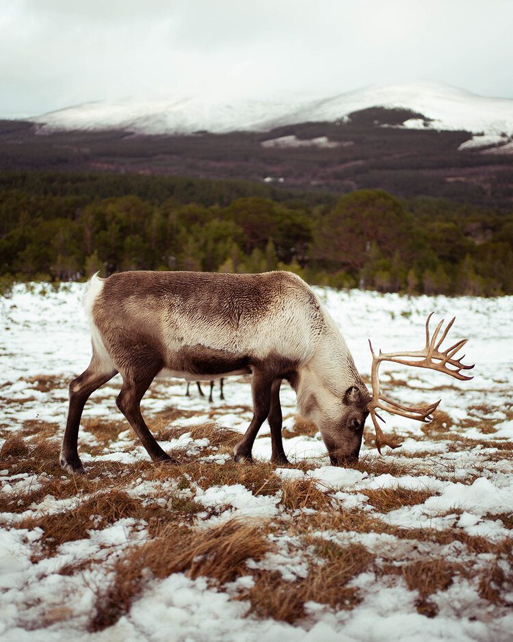 PFHPostcardsfromHawaiiScotlandCairngormNationalParkReindeer 2