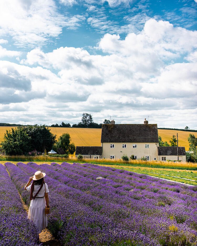 PostcardsfromHawaii7must visitattractionsintheCotswoldsEnglandCotswoldLavender 1