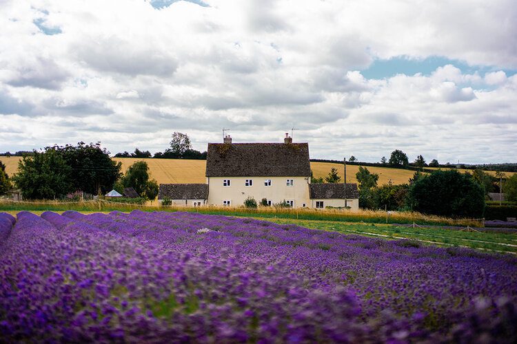 PostcardsfromHawaii7must visitattractionsintheCotswoldsEnglandCotswoldLavender