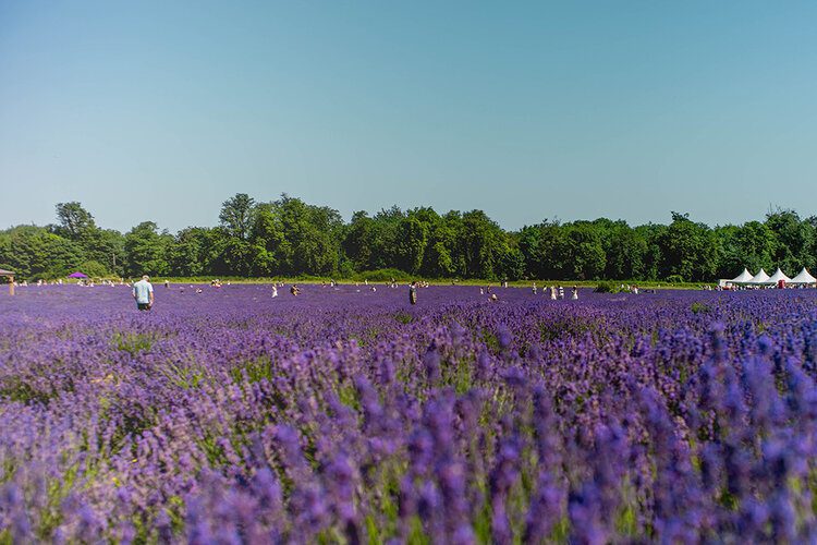 PostcardsfromHawaiiPFHTravelBlogAllyouneedtoknowaboutvisitingMayfieldLavenderFarmNurseryFieldinLondon 1