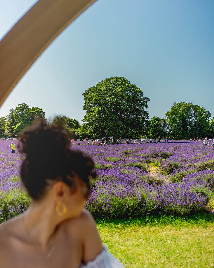 PostcardsfromHawaiiPFHTravelBlogAllyouneedtoknowaboutvisitingMayfieldLavenderFarmNurseryFieldinLondon 14